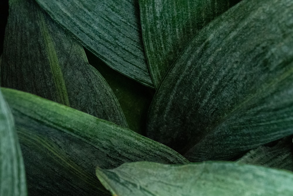 a close up of some leaves