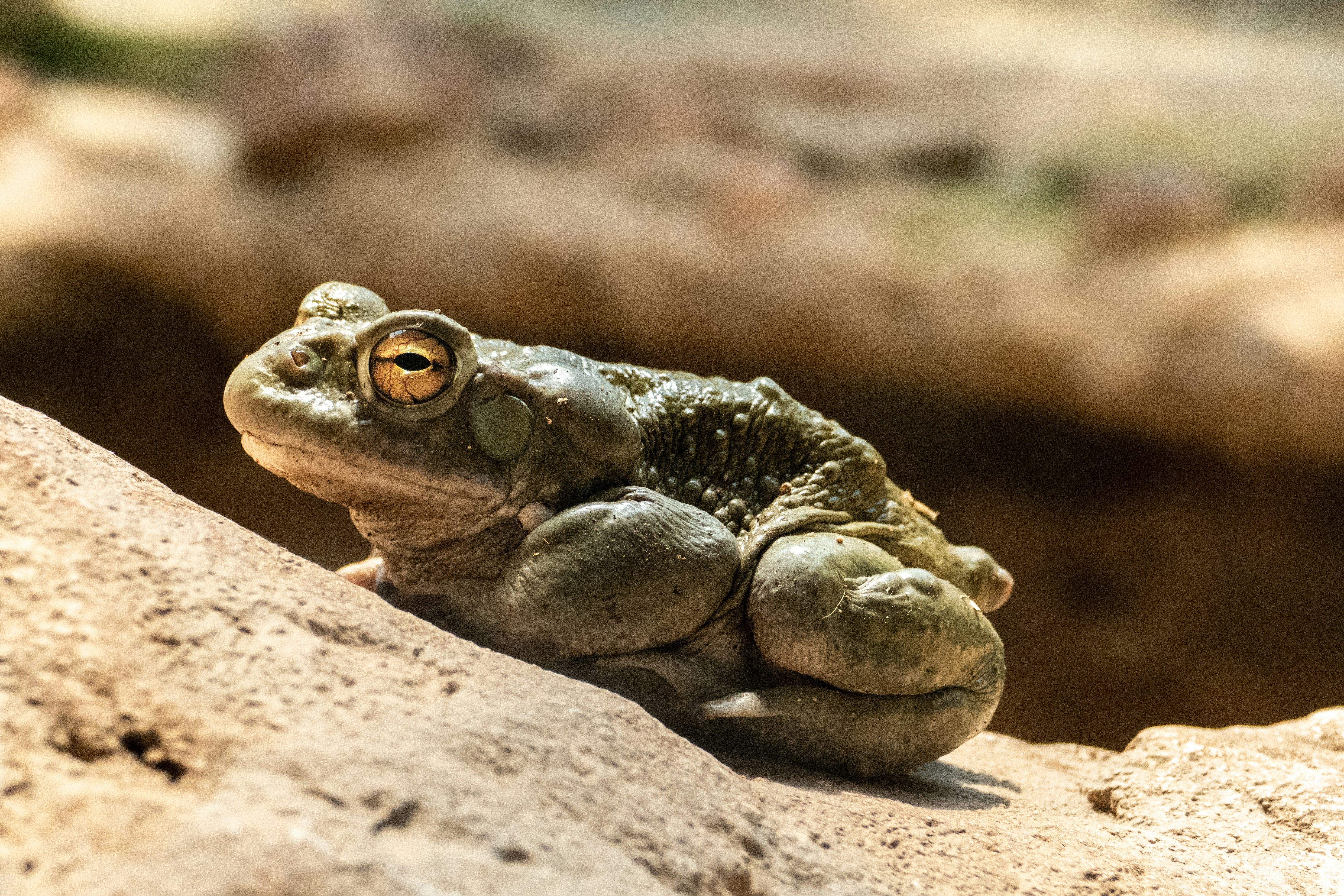Ein Frosch auf einem Felsen