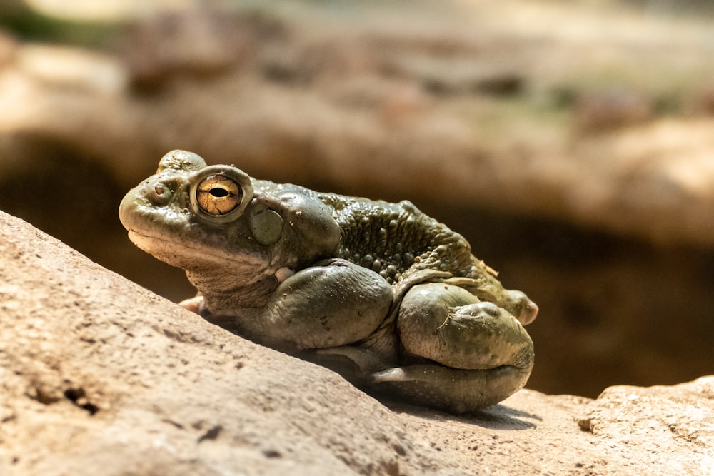 a frog on a rock