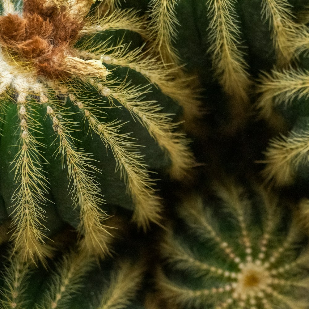 a close up of a plant