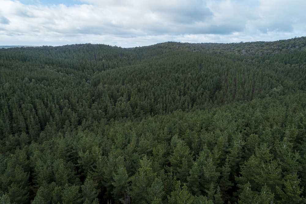 un bosque de árboles