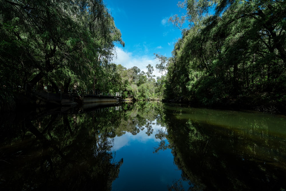 a body of water surrounded by trees