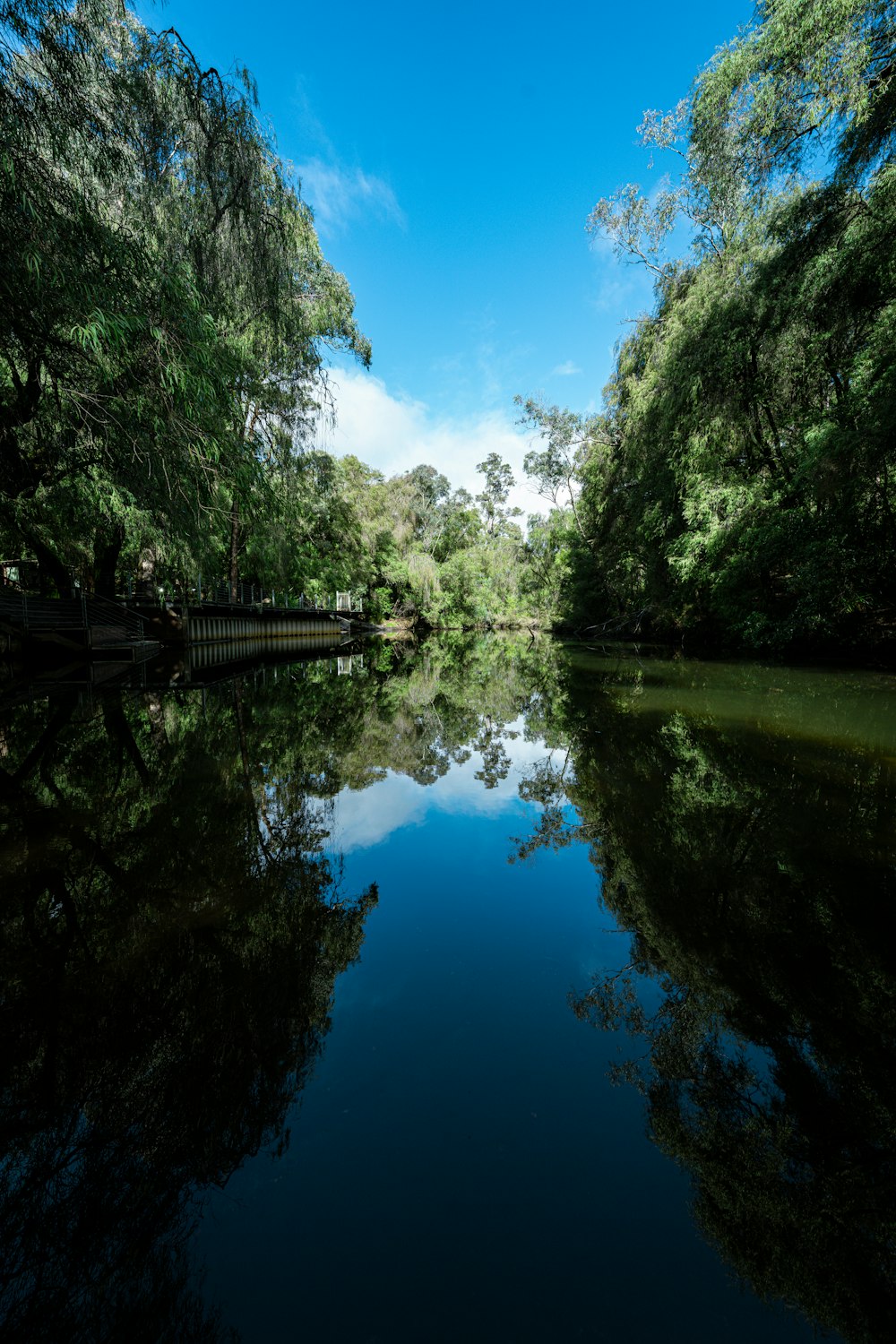 a body of water with trees around it