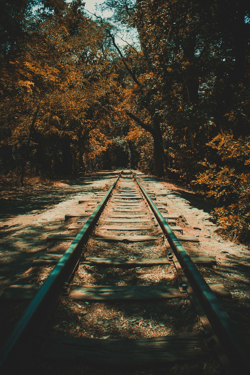 a wooden bridge with trees on either side of it