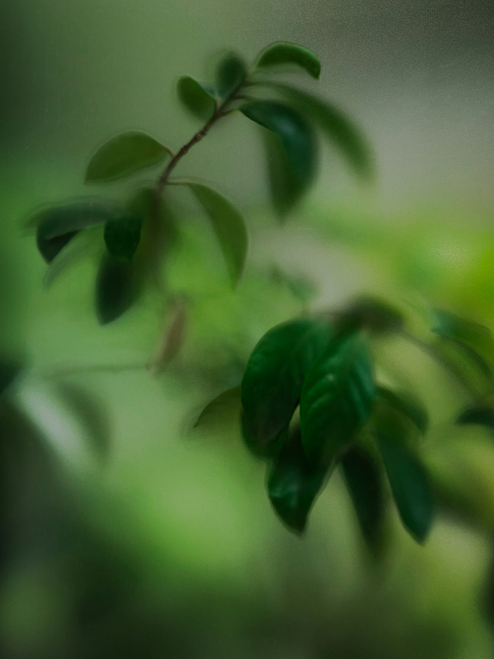 a close up of a plant