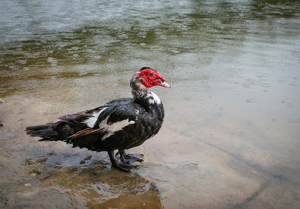 un oiseau debout dans l’eau