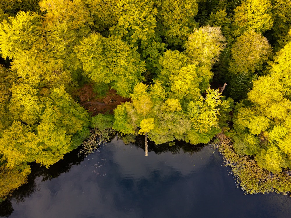 a body of water with trees around it