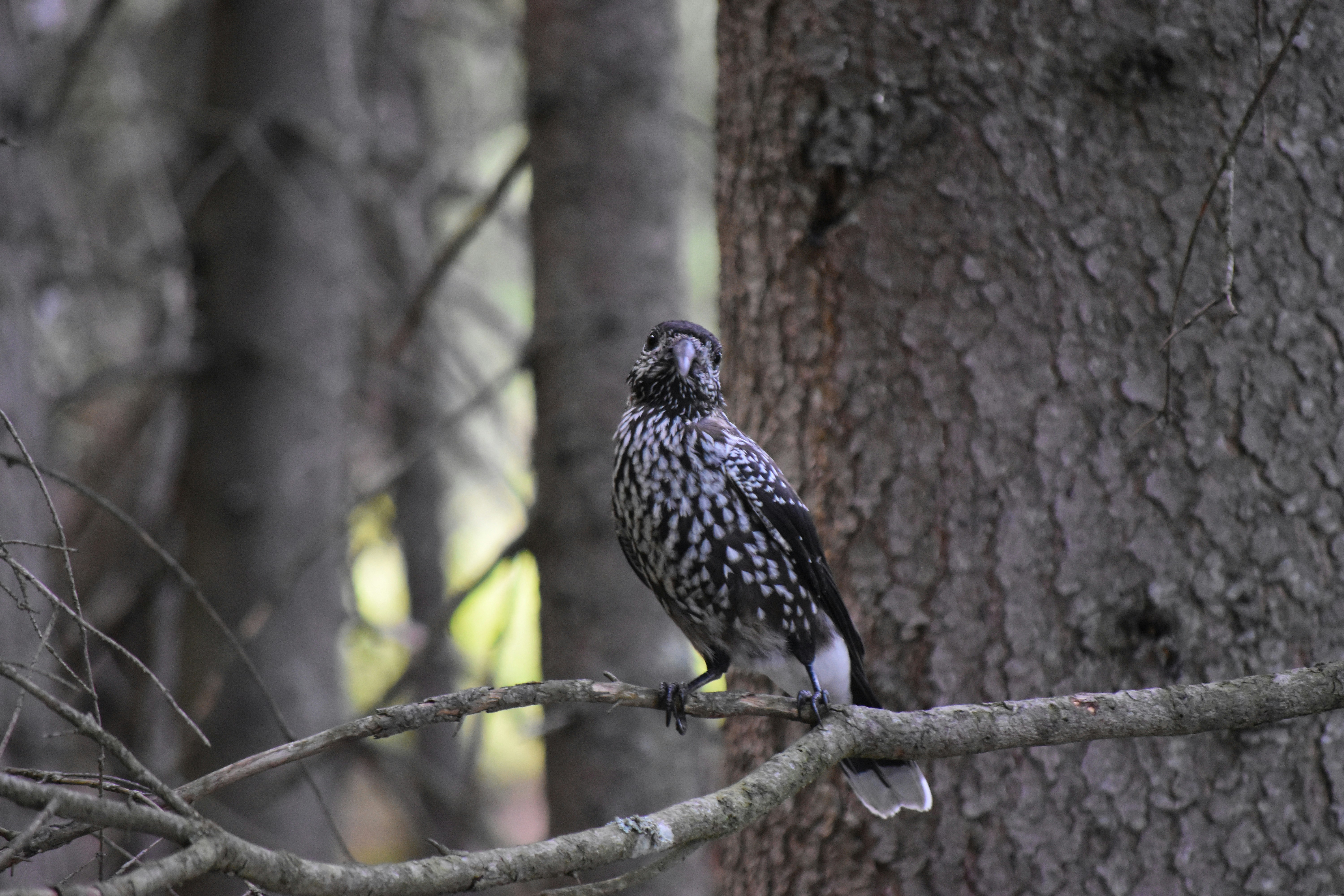forest birds wallpaper, wallpaper, Identify Birds by Song: A Comprehensive Guide 6