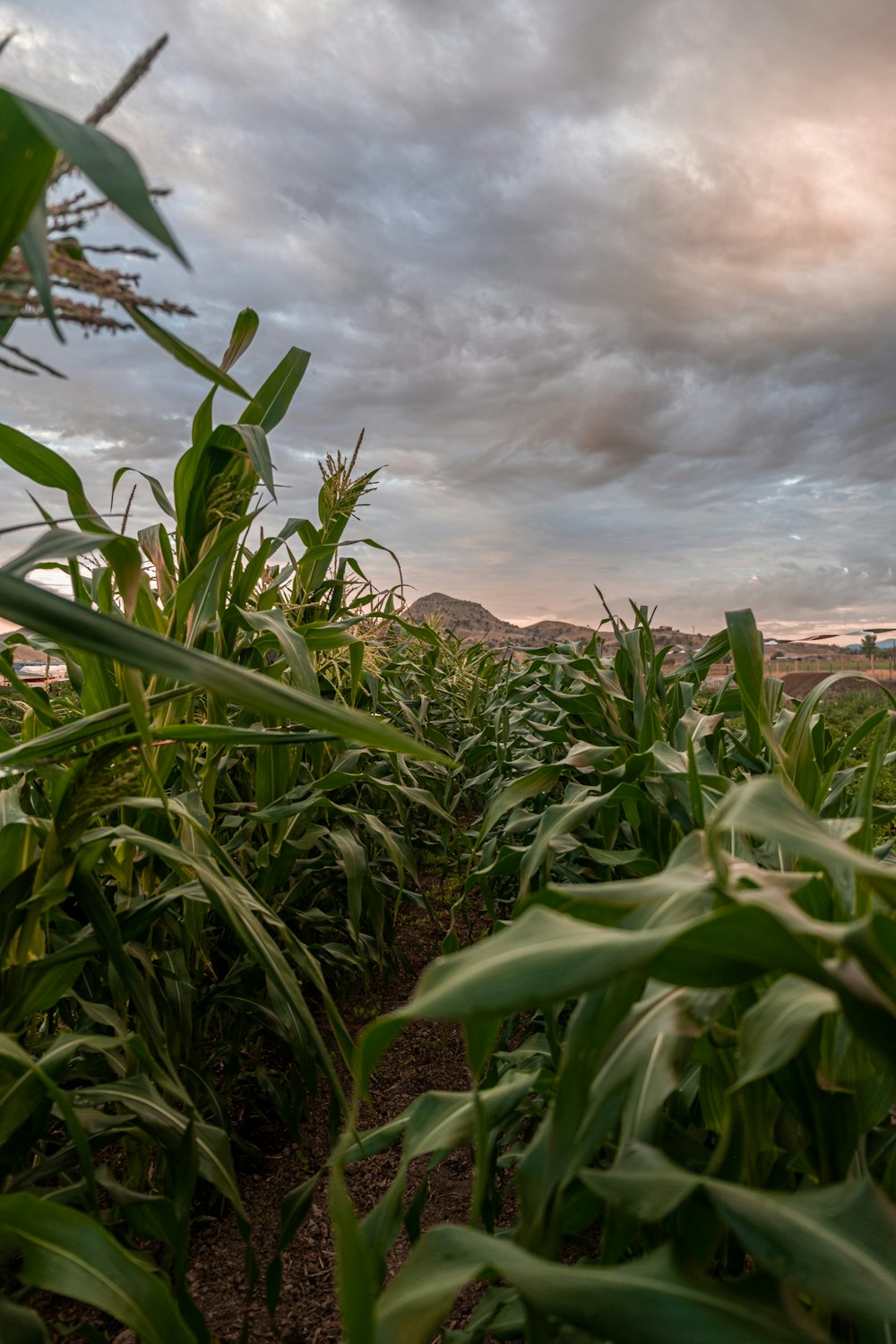 Un campo de plantas con un cielo nublado al fondo