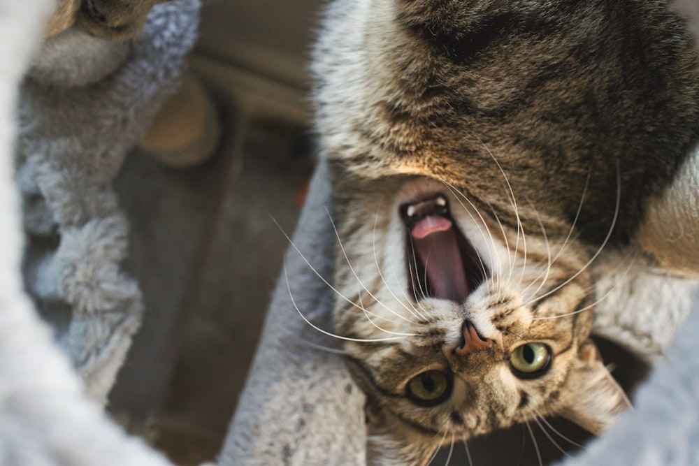 a cat licking another cat