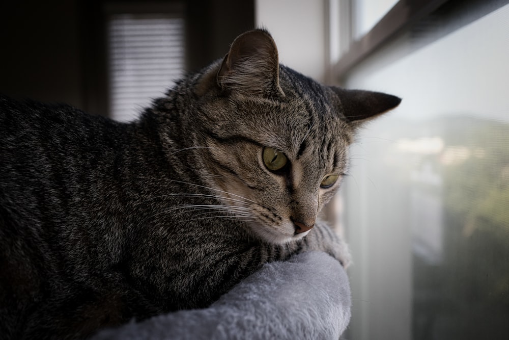 a cat lying on a blanket