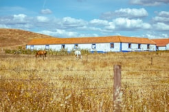 a couple of horses stand in a field