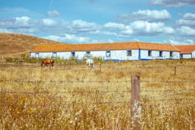 a couple of horses stand in a field