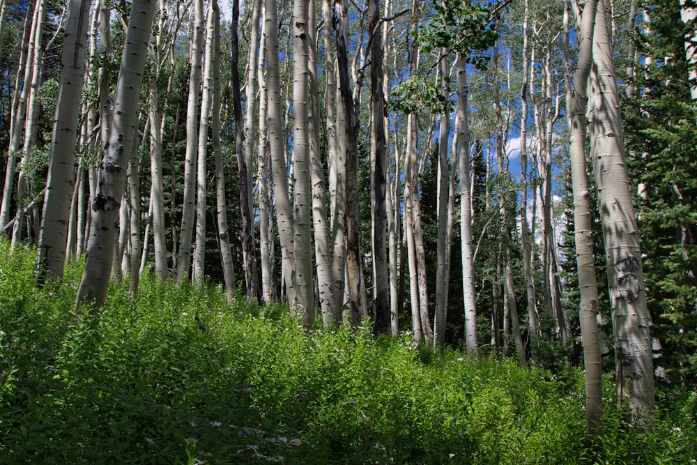 a forest of trees