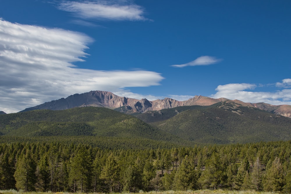 a forest of trees in front of mountains