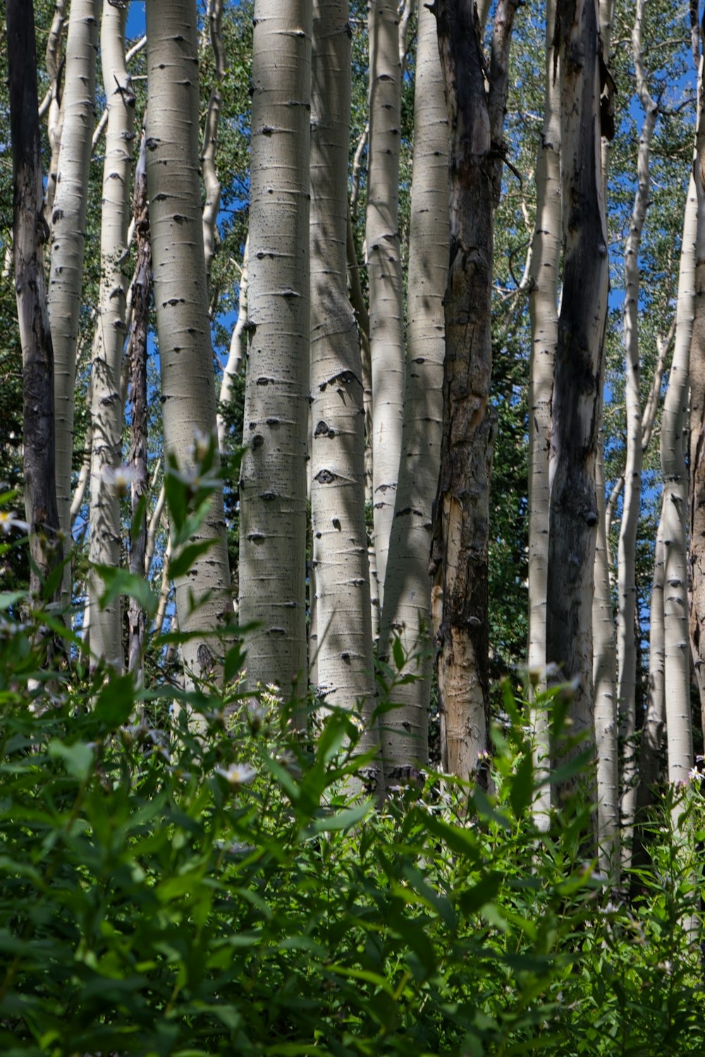 a group of trees