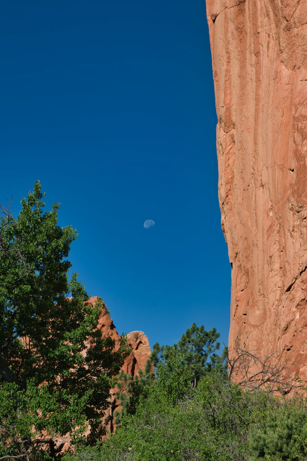 a moon in the sky above trees