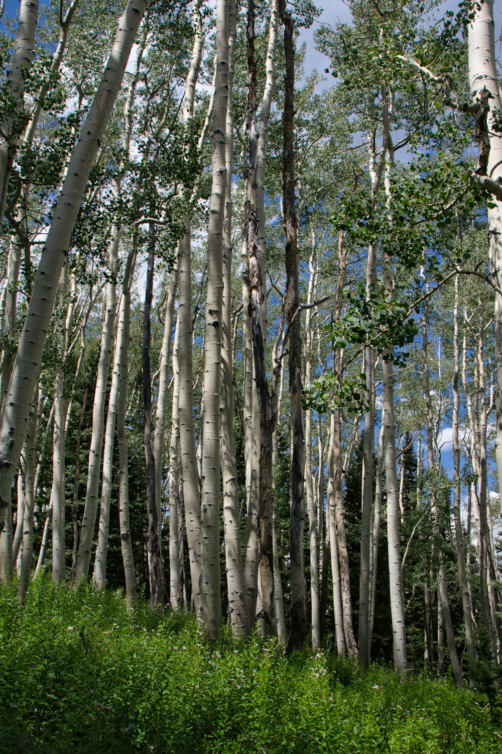 a group of trees