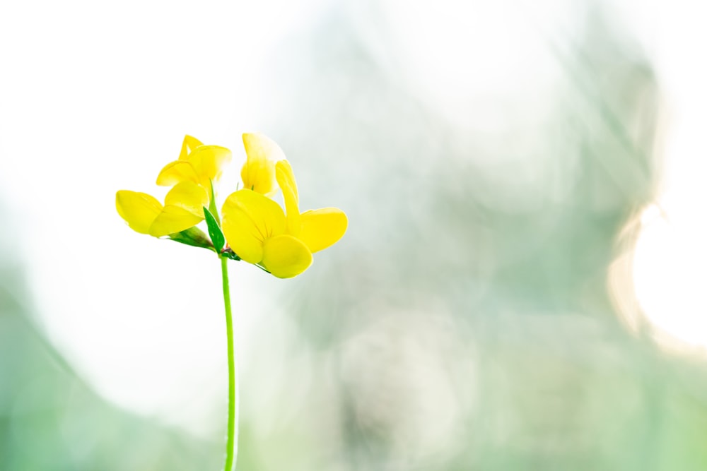 a close-up of some yellow flowers