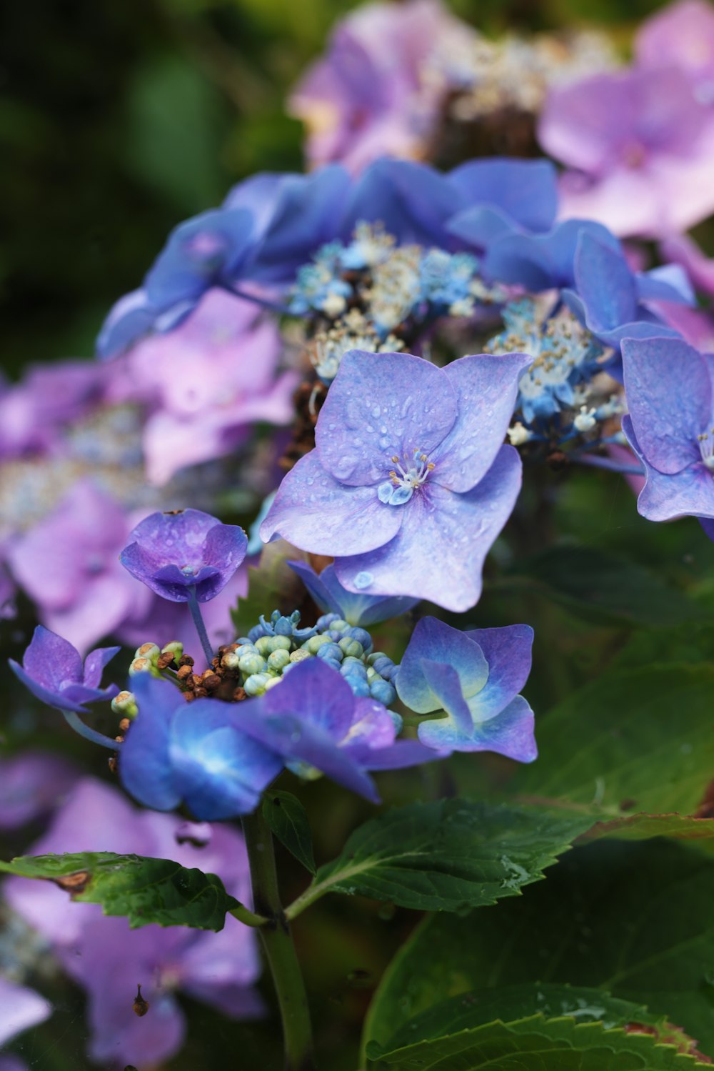 a group of purple flowers