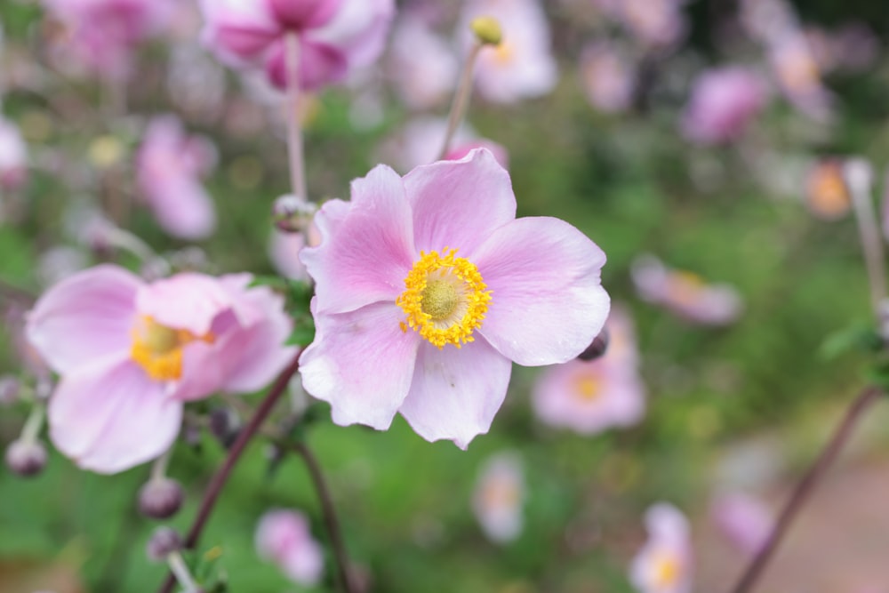 a close up of a flower