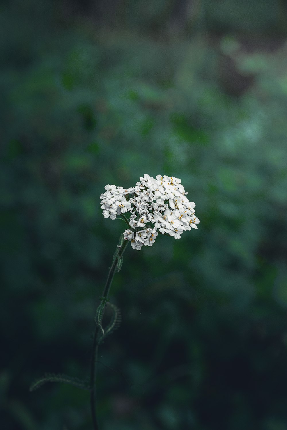 uma pequena flor branca