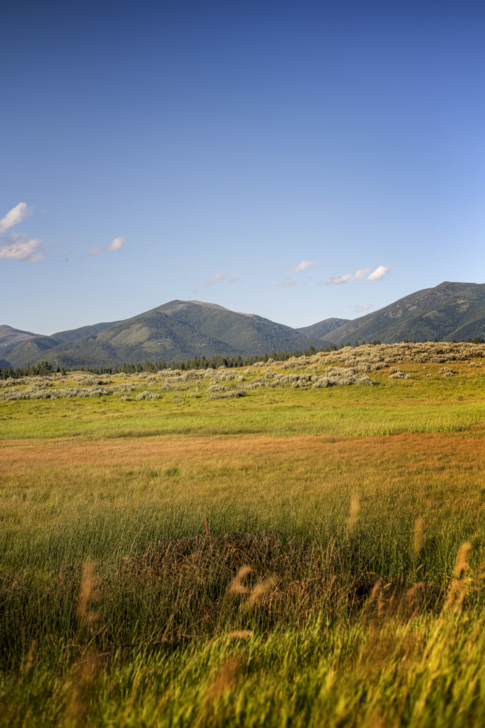 a grassy field with mountains in the background