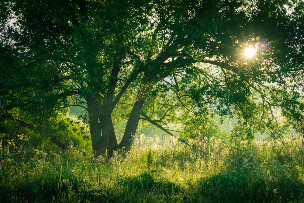 a tree with the sun shining through it