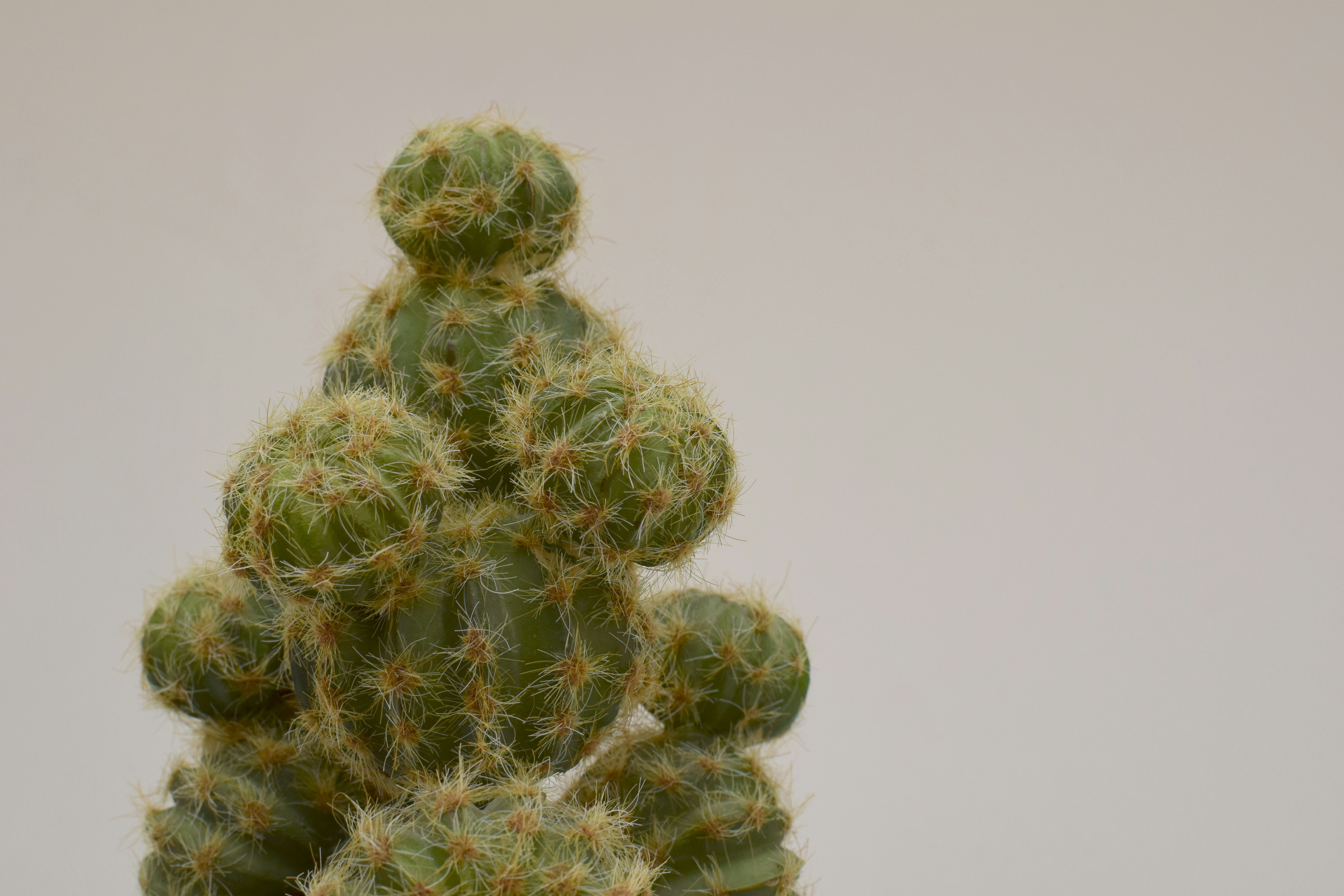 Cannabis and Dementia: Exploring the Potential and Risks