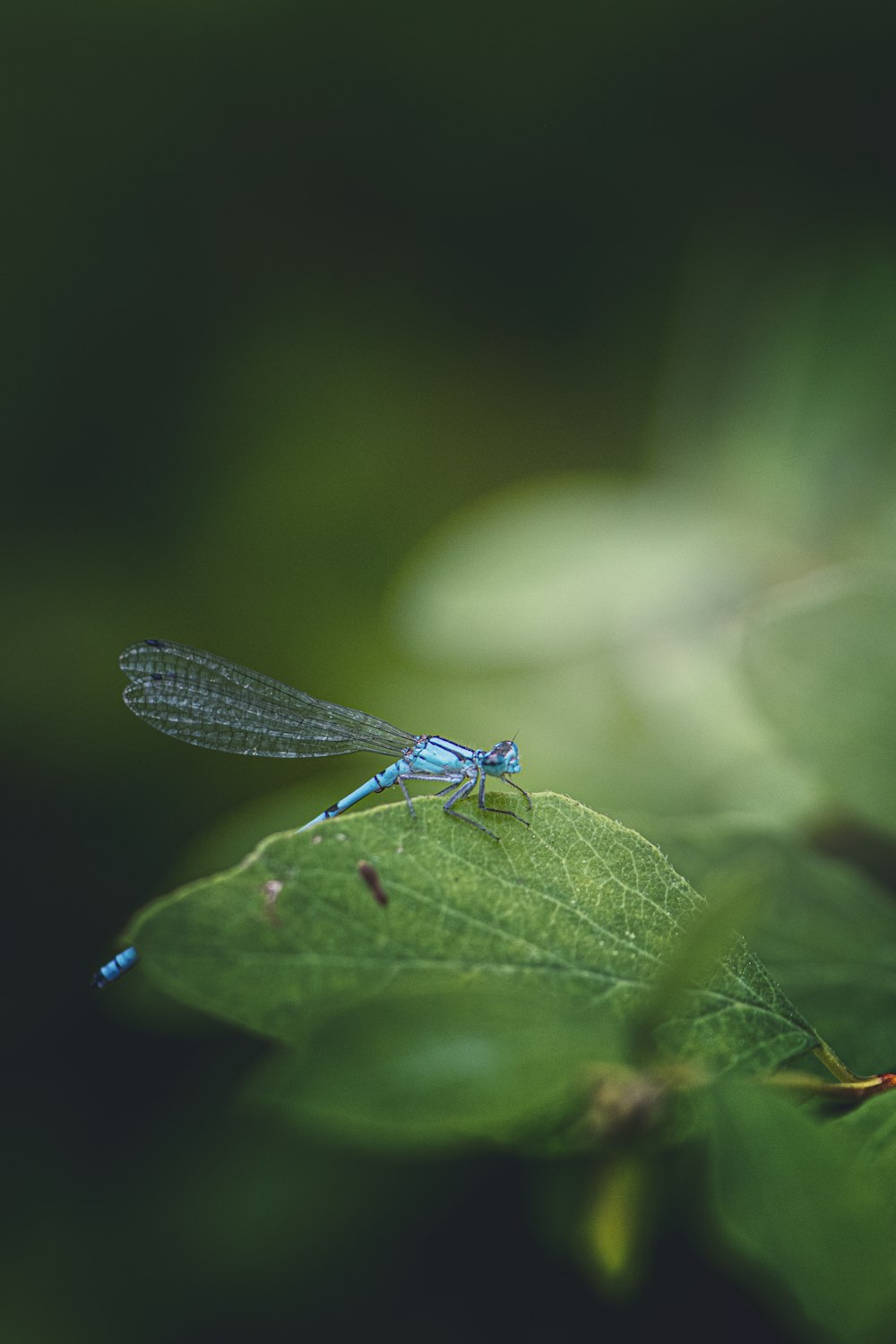 a dragonfly on a leaf