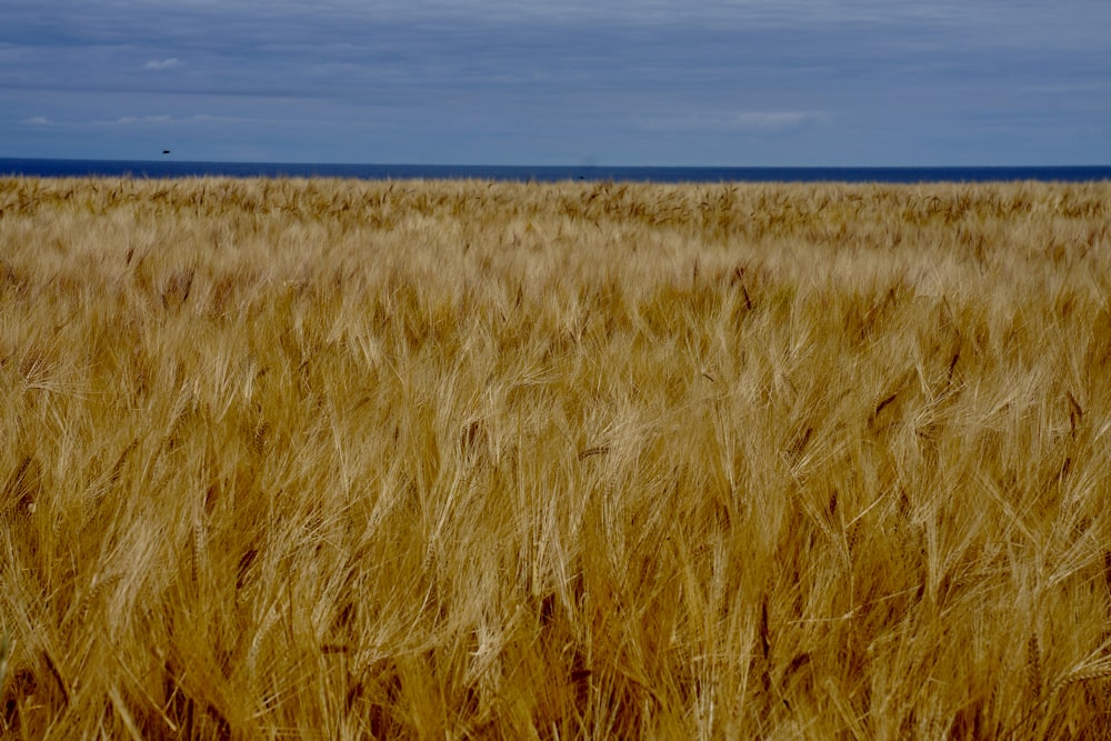 un champ de blé