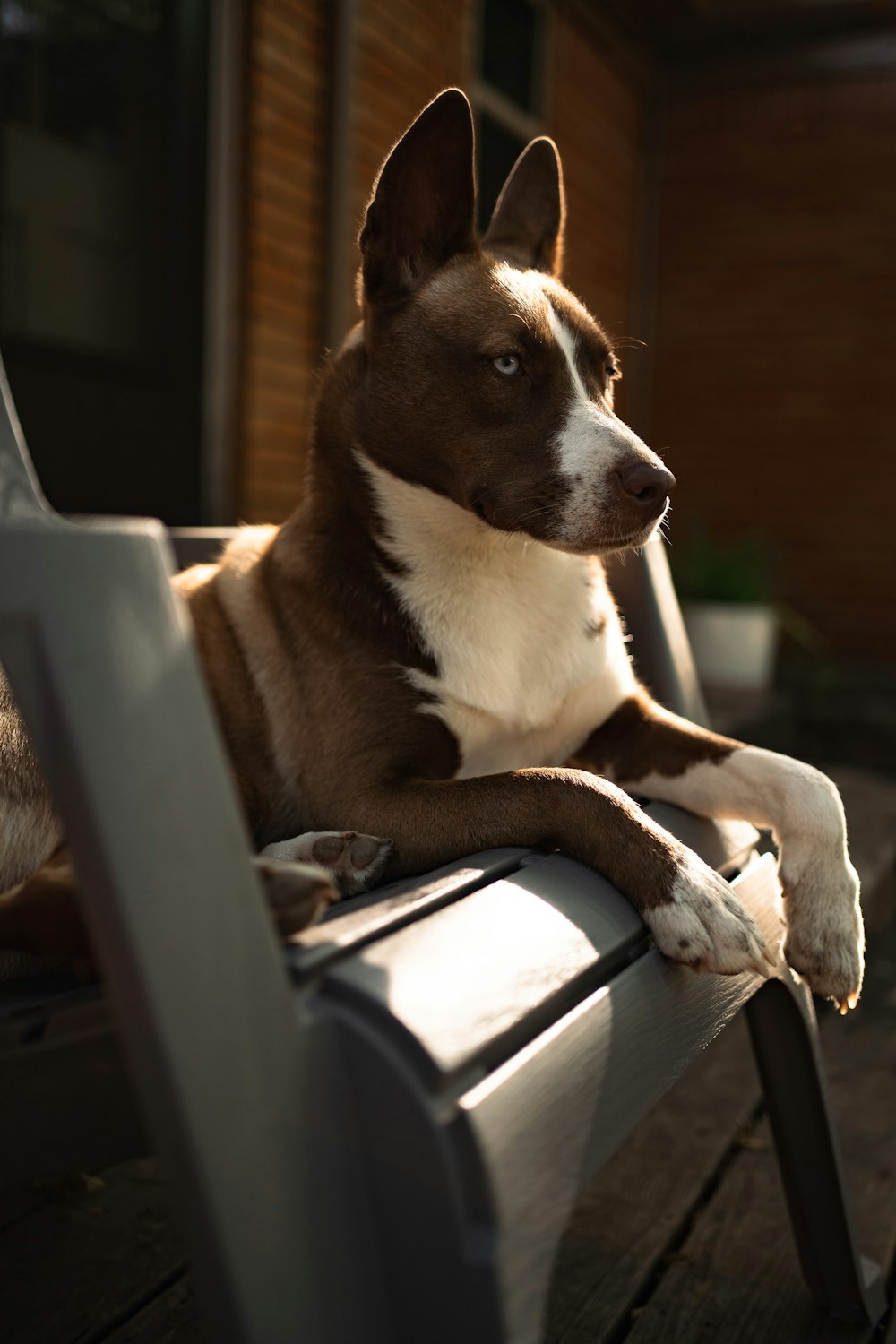 a dog sitting on a chair