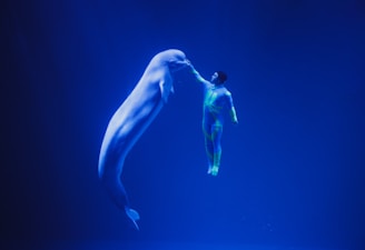 A person in a brightly colored wetsuit interacts gracefully with a beluga whale in a dimly lit aquatic environment, creating a serene and captivating scene.