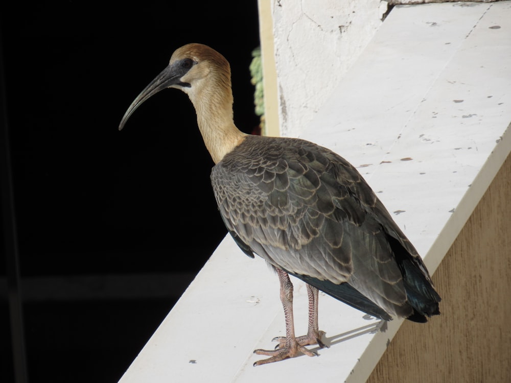 a bird standing on a ledge