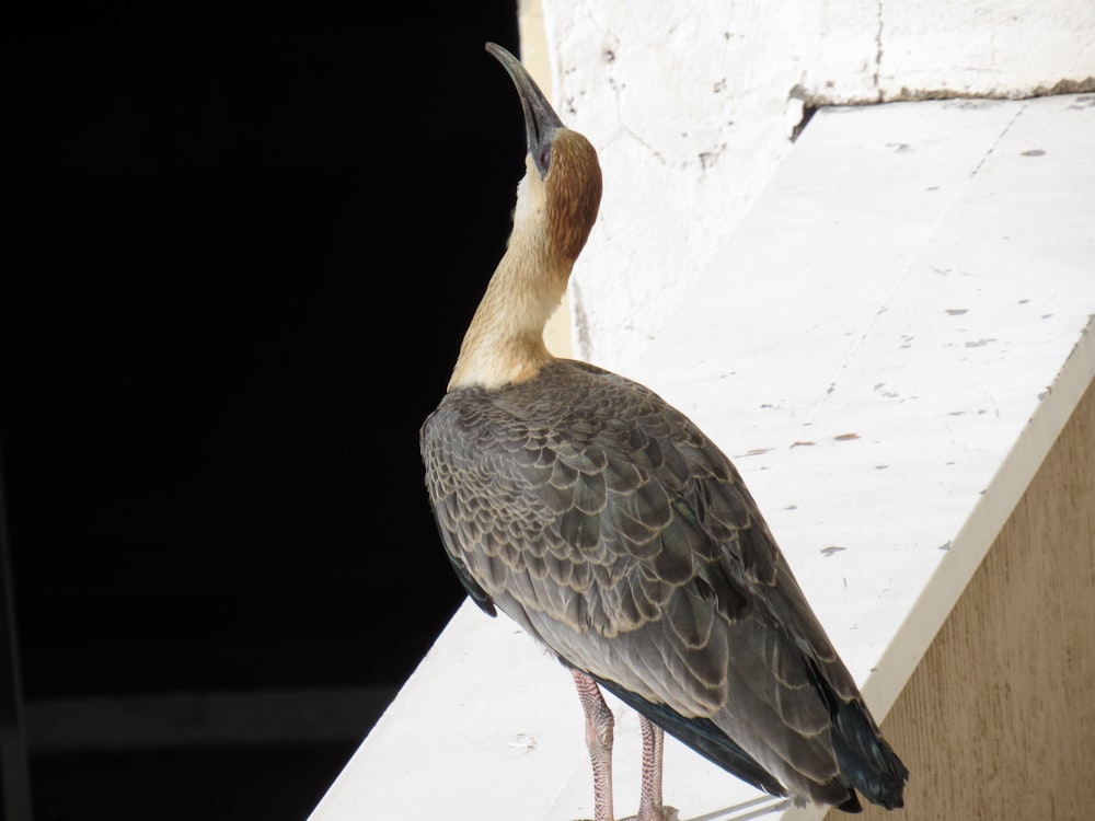 a bird standing on a ledge