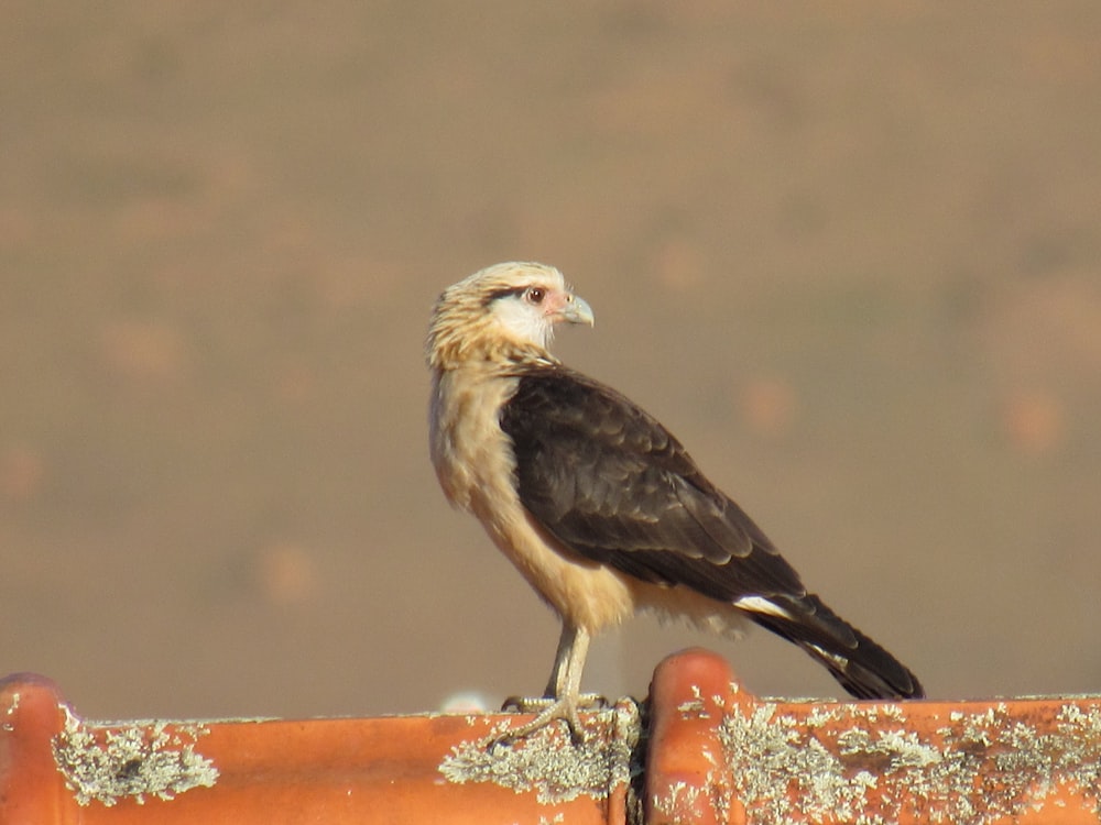 un oiseau debout sur une clôture