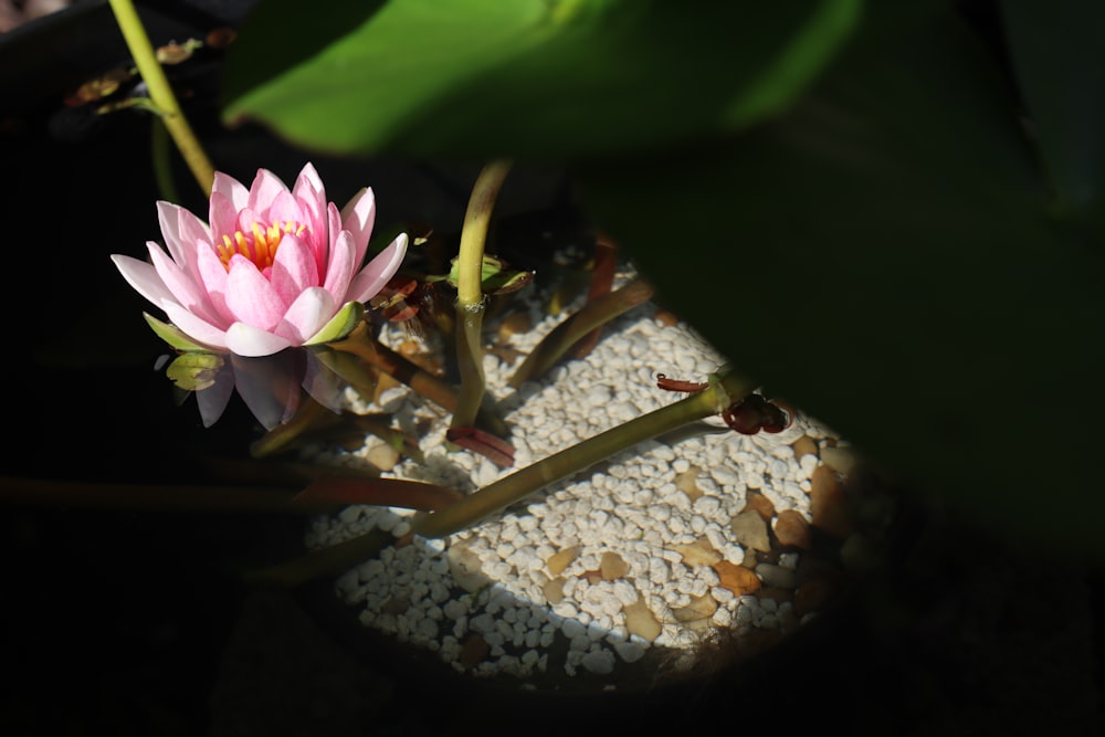 a flower on a rock