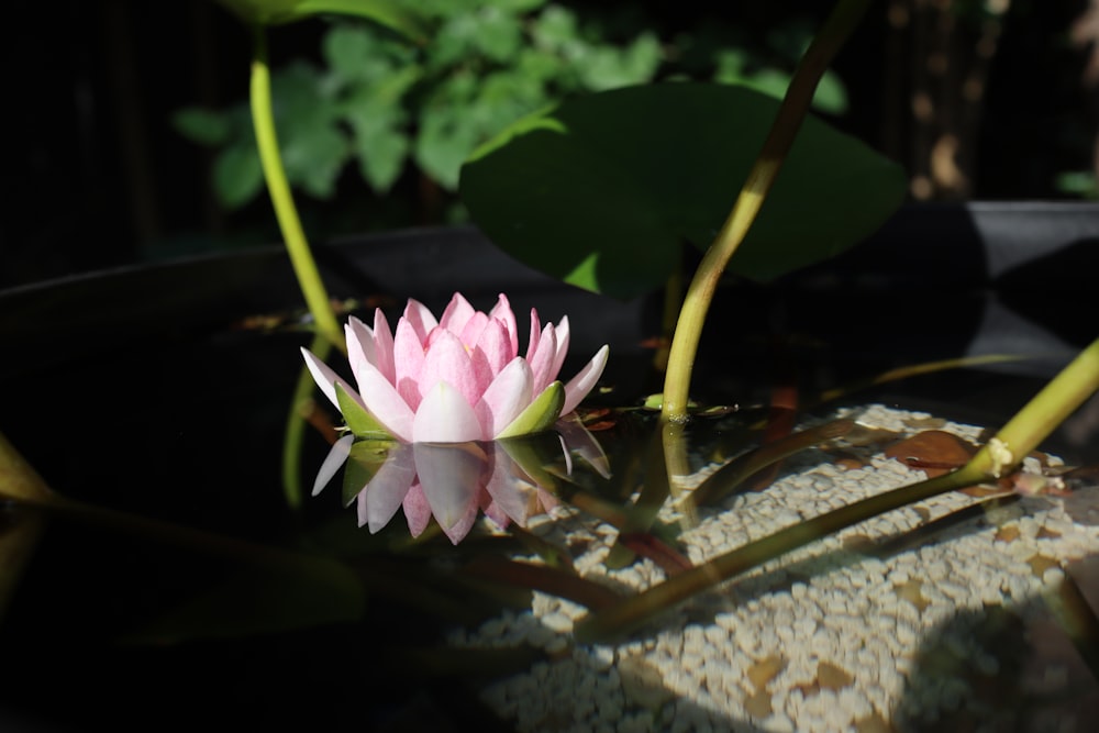 a flower in a pot