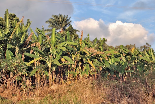 A dense grove of banana plants stretches out, their large green leaves overlapping. Sunlight filters through the foliage, casting light and shadows. A few palm trees rise above the banana plants, and fluffy white clouds can be seen in the blue sky above.