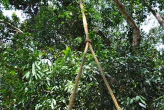 A dense canopy of lush green trees fills the scene with a rope visible in the foreground, creating a natural and adventurous atmosphere.