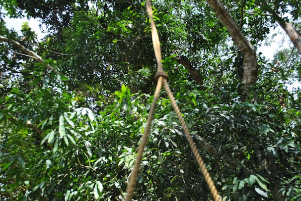 Action-packed scene from an adventure game showing a hero navigating a lush jungle