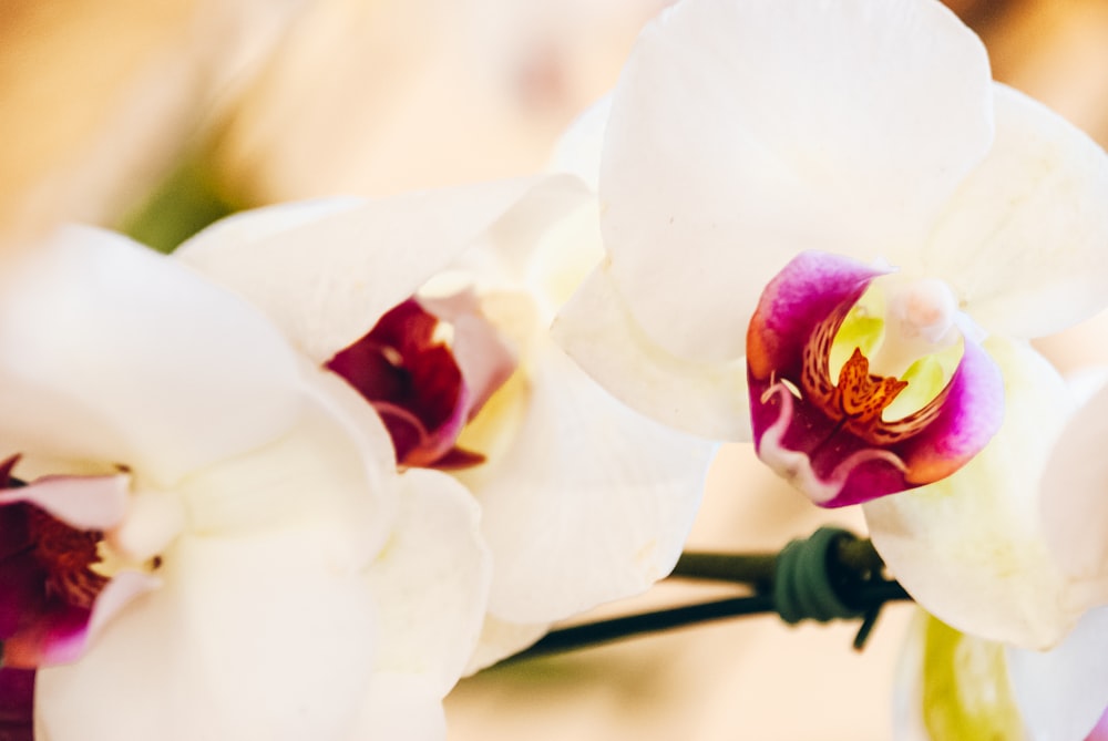 close up of flowers