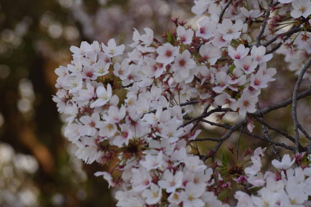 Un primo piano di un ramo di un albero con fiori bianchi