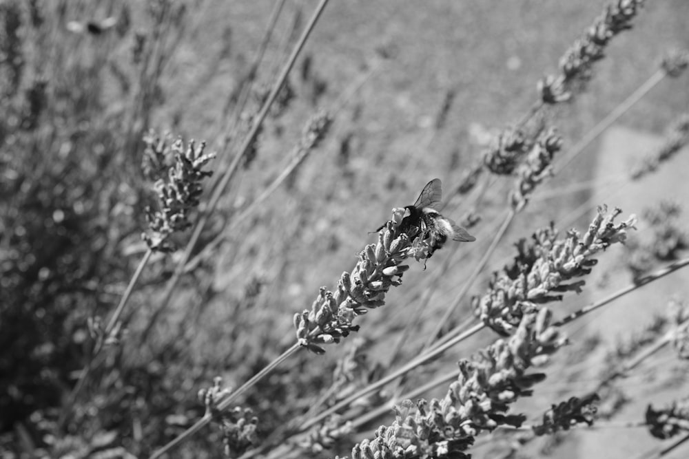 a black and white photo of a bird on a branch