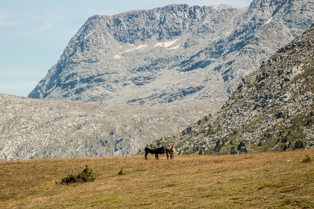 horses grazing on a hill