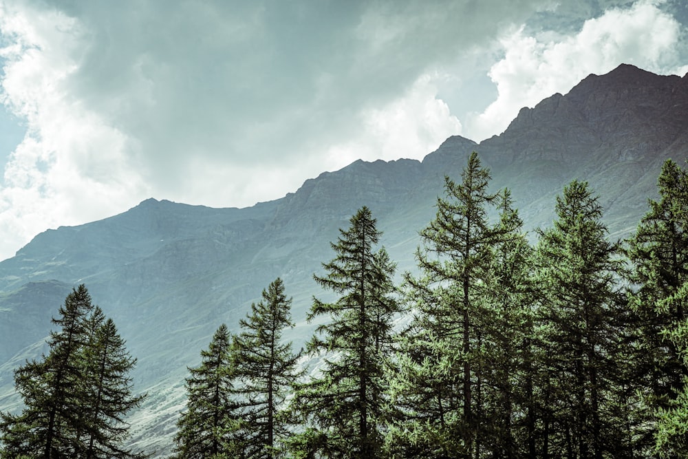 a group of trees in front of a mountain