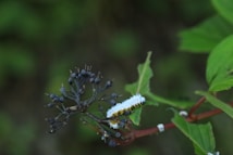 A close-up view of a white, fuzzy caterpillar sitting on a green leaf, adjacent to a cluster of small, dark berries on a brown stem. The background is slightly blurred, adding focus to the caterpillar and the berries.