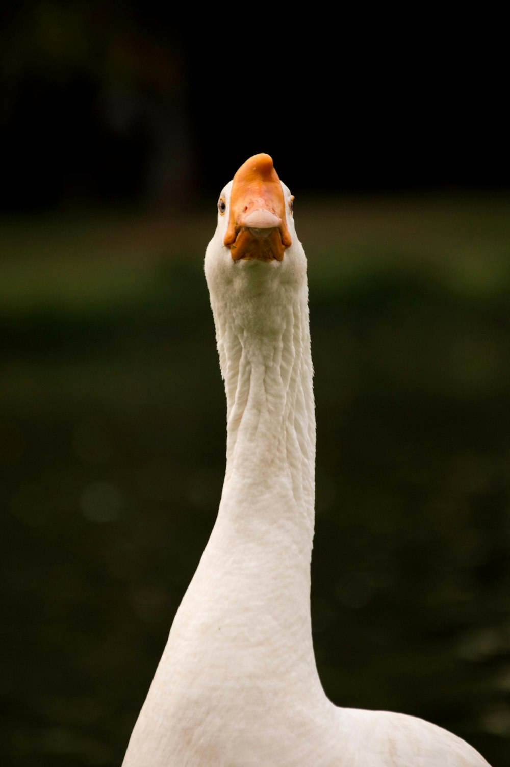 a white goose with a yellow beak