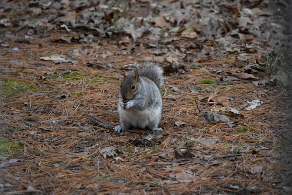 uno scoiattolo in piedi a terra