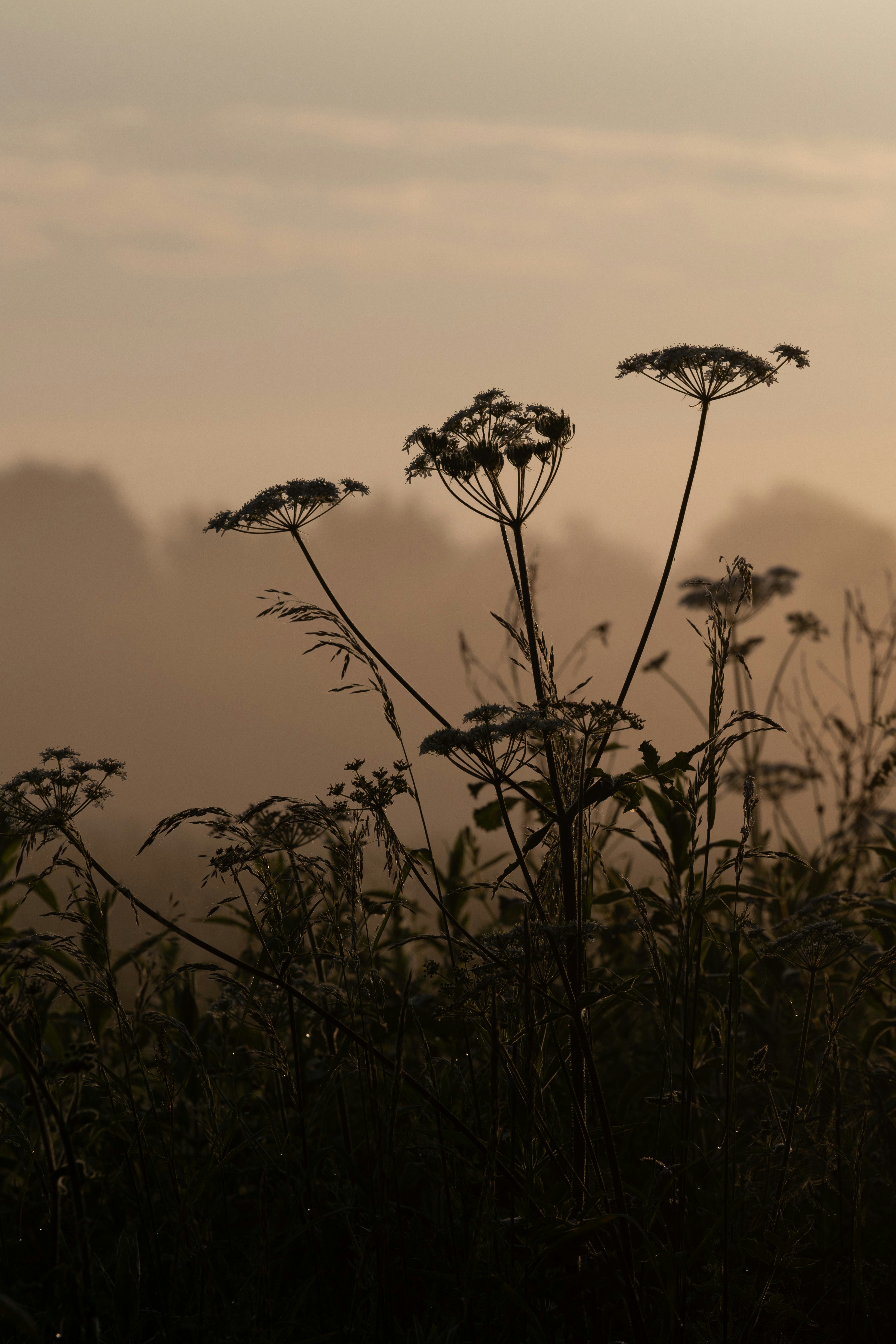 a butterfly on a flower